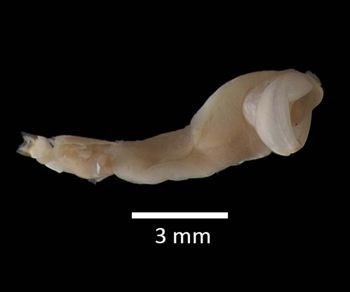 Media type: image;   Malacology 120309 Description: Whole animal in ethanol.;